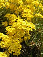 Corbeille d'or - Aurinia Saxatilis (ss esp Saxatilis)(fam. Brassicacees)(Europe cent. & ori.)(3) (Photo F. Mrugala)